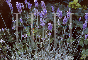 Picture of Lavandula x intermedia 'Silver Edge'