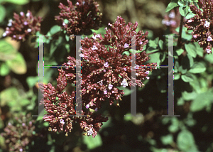 Picture of Origanum laevigatum 'Rosenkuppel'