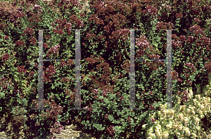 Picture of Origanum laevigatum 'Rosenkuppel'