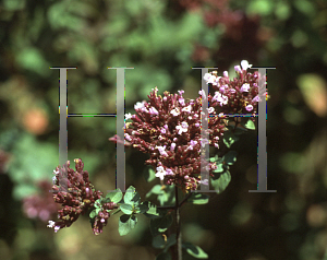 Picture of Origanum laevigatum 'Rosenkuppel'