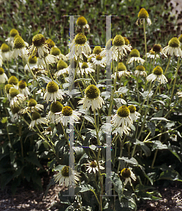 Picture of Echinacea  'Cygnet White'