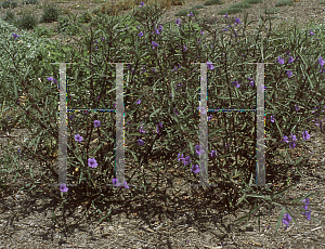 Picture of Ruellia tweediana 'Purple Showers'