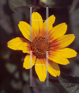 Picture of Heliopsis helianthoides 'Prairie Sunset'