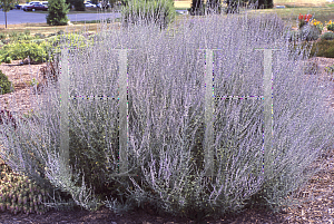 Picture of Perovskia atriplicifolia 'Little Spire'