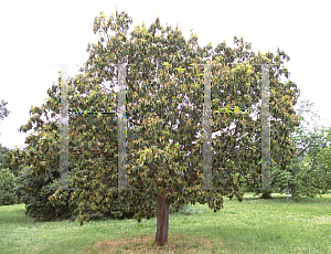 Picture of Arbutus andrachne 