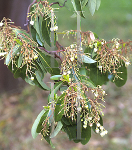 Picture of Arbutus andrachne 