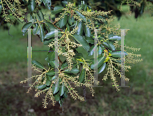 Picture of Arbutus menziesii 