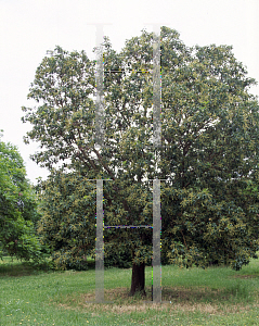 Picture of Arbutus menziesii 