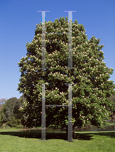 Picture of Aesculus hippocastanum 