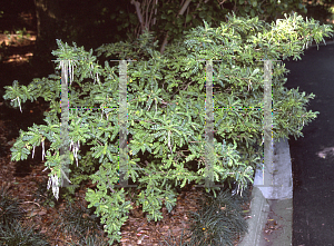 Picture of Sophora toromiro 