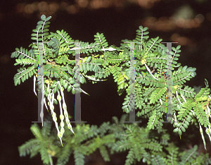 Picture of Sophora toromiro 