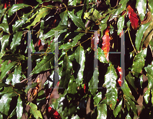 Picture of Waterhousea floribunda 