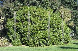 Picture of Melicytus ramiflorus 