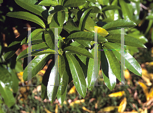 Picture of Melicytus ramiflorus 