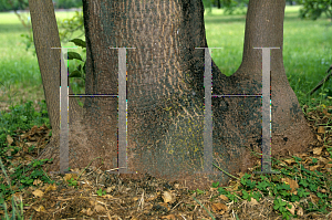 Picture of Phytolacca dioica 