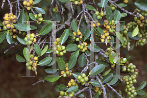 Picture of Ficus microcarpa 