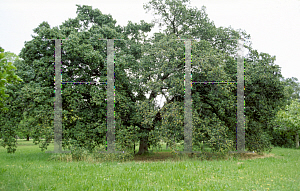 Picture of Ficus microcarpa 