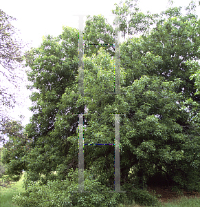 Picture of Fraxinus velutina var. coriacea 