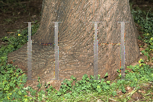 Picture of Fraxinus velutina var. coriacea 