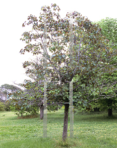 Picture of Acer pseudoplatanus 'Purpureum'