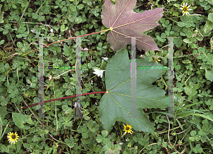 Picture of Acer pseudoplatanus 'Purpureum'