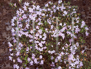 Picture of Rhododendron x obtusum 'Kasumi-gaseki'