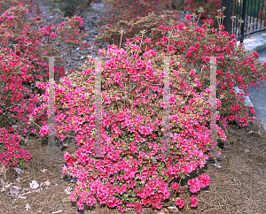 Picture of Rhododendron (subgenus Azalea) 'Ruby'