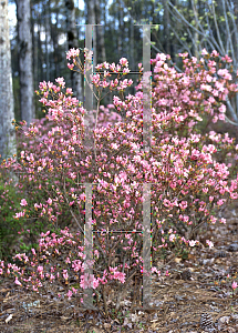 Picture of Rhododendron (subgenus Azalea) 'Jewell'