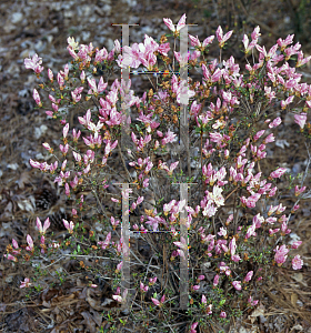 Picture of Rhododendron (subgenus Azalea) 'Coral Sea'