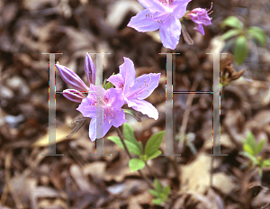 Picture of Rhododendron yedoense var. poukhanense 