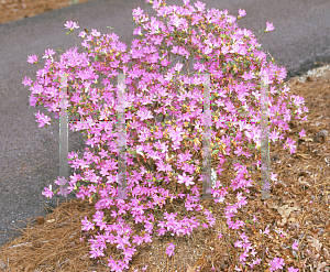 Picture of Rhododendron x obtusum 'Kocho-no-mai'