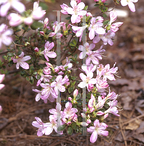 Picture of Rhododendron x 'Painted Lady'