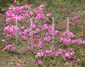 Picture of Rhododendron x obtusum 'Amoenum'