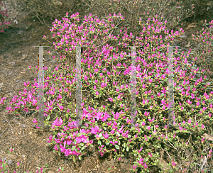 Picture of Rhododendron (subgenus Azalea) 'Mildred Mae'