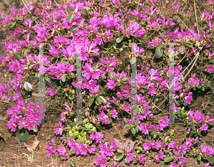 Picture of Rhododendron (subgenus Azalea) 'Mildred Mae'