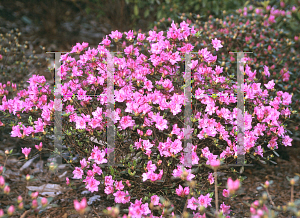 Picture of Rhododendron x obtusum 'Tradition'