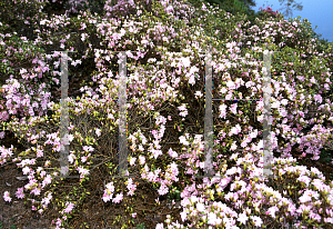 Picture of Rhododendron x obtusum 'Pink Pearl'