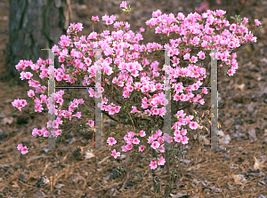 Picture of Rhododendron (subgenus Azalea) 'Betty'