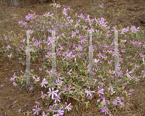 Picture of Rhododendron (subgenus Azalea) 'Koromo Shikibu'