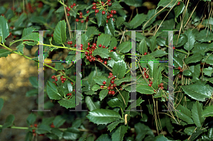 Picture of Ilex  'Emily Brunner'