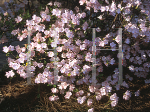 Picture of Rhododendron x obtusum 'Debutante'