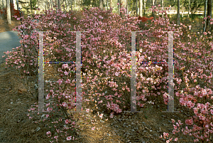 Picture of Rhododendron (subgenus Azalea) 'Coral Cluster'