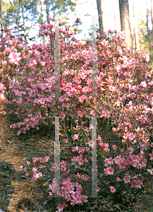 Picture of Rhododendron (subgenus Azalea) 'Coral Cluster'