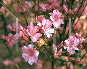 Picture of Rhododendron (subgenus Azalea) 'Coral Cluster'