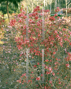 Picture of Rhododendron (subgenus Azalea) 'Dessa Merritt'