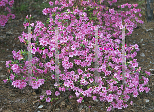 Picture of Rhododendron (subgenus Azalea) 'Gunji'