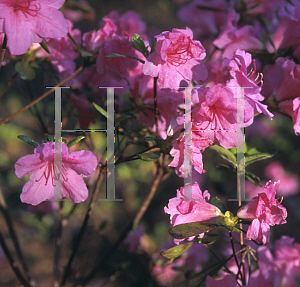 Picture of Rhododendron (subgenus Azalea) 'Gunji'