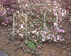 Picture of Rhododendron x obtusum 'Blaauw's Pink'