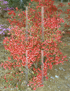 Picture of Rhododendron x obtusum 'Yaeshojo'