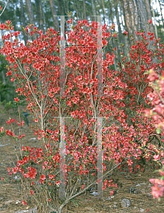 Picture of Rhododendron x obtusum 'Yaeshojo'